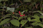 Southern spicebush <BR>Pondberry